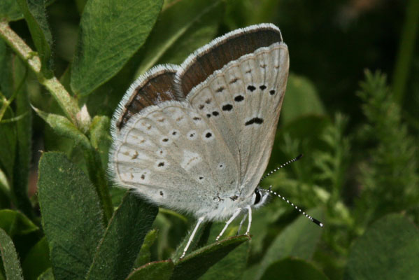 Plebejus icarioides icarioides - Boisduval's Blue