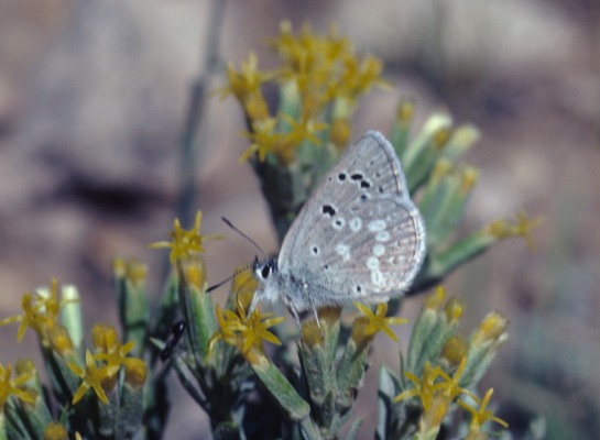 Plebejus icarioides fulla - Boisduval's Blue