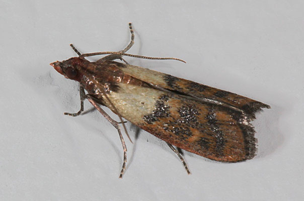 Plodia interpunctella - The Indian Meal Moth