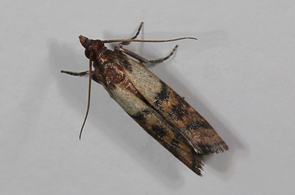 Plodia interpunctella - The Indian Meal Moth