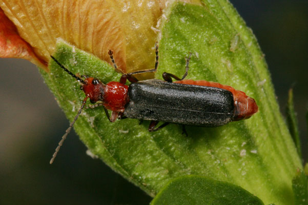 Podabrus pruinosus - The Red-headed Soldier Beetle