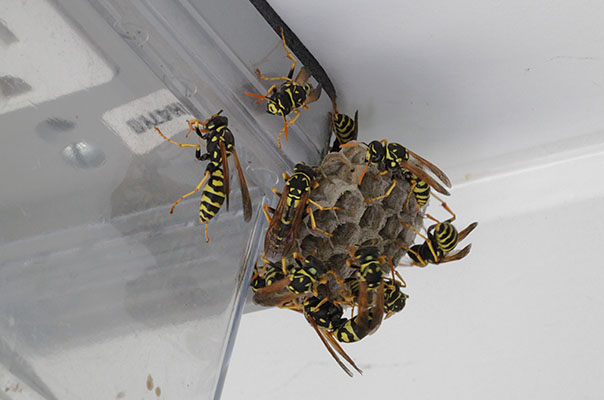 Polistes_dominula - The European Paper Wasp