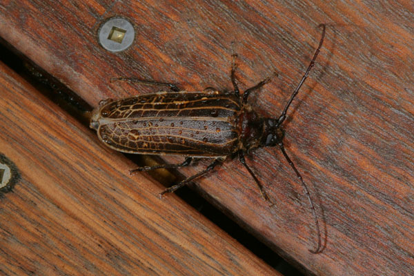 Prionoplus reticularis - The Huhu Beetle