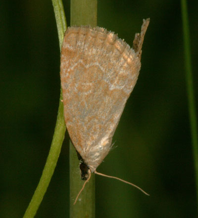 Protodeltote albidula - The Pale Glyph Moth