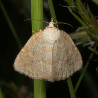 Protodeltote albidula - The Pale Glyph Moth