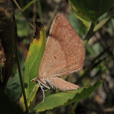 Sericosema juturnaria - The Bordered Fawn Moth
