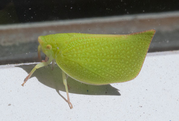 Siphanta acuta - The Green Planthopper aka Torpedo Bug