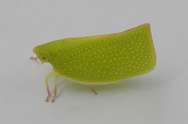 Siphanta acuta - The Green Planthopper aka Torpedo Bug