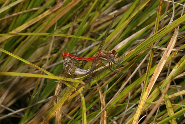 Sympetrum pallipes - The Striped Meadowhawk