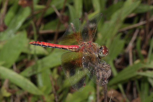 Sympetrum semicinctum - The Band-winged Meadowhawk