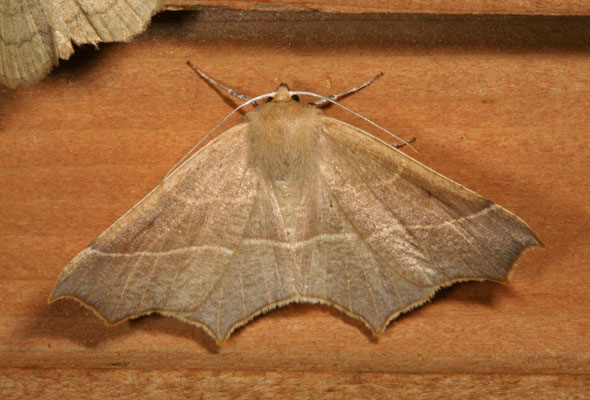 Synaxis cervinaria - The Falcate Synaxis Moth