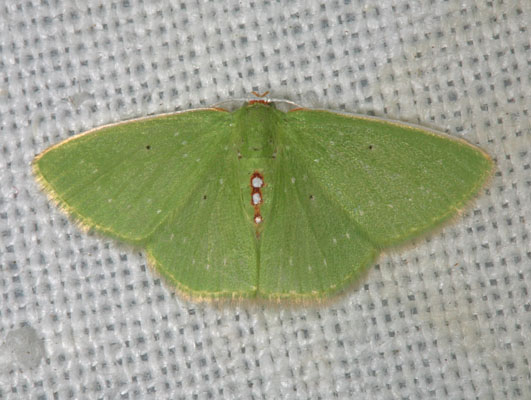 Synchlora herbaria sanctaecrucis - The Virgin Islands Emerald Moth