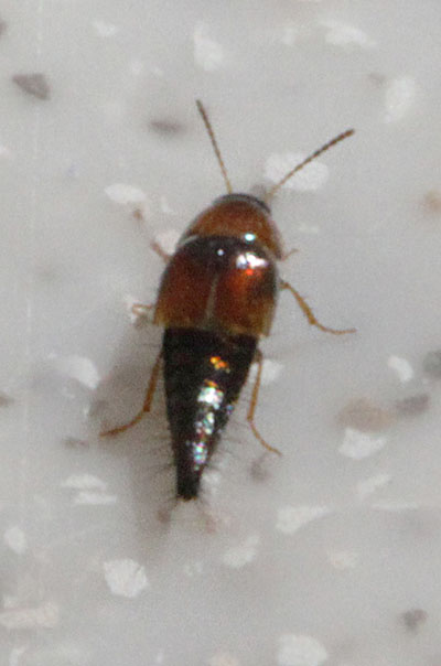 Tachyporus maculicollis