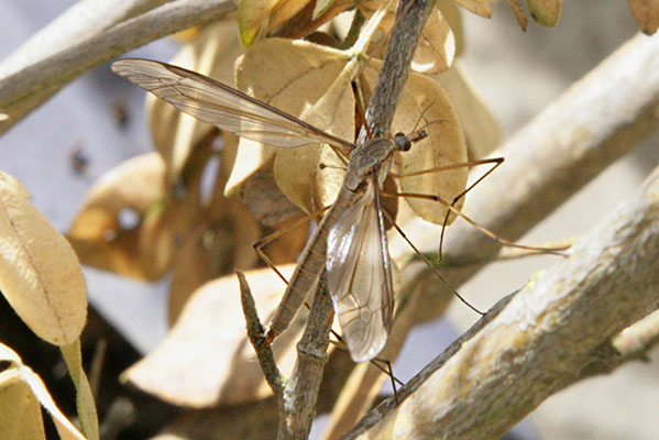 Tipula oleracea - Common Crane Fly