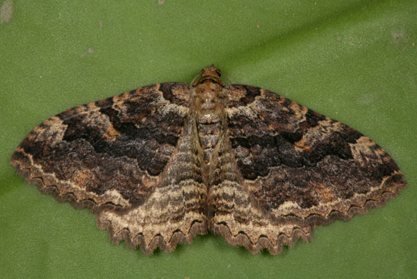 Triphosa haesitata - The Tissue Moth