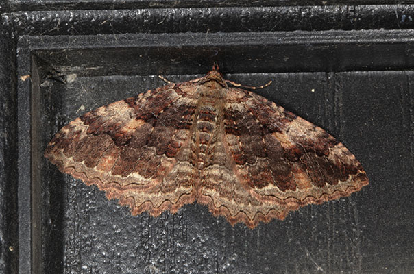 Triphosa haesitata - The Tissue Moth