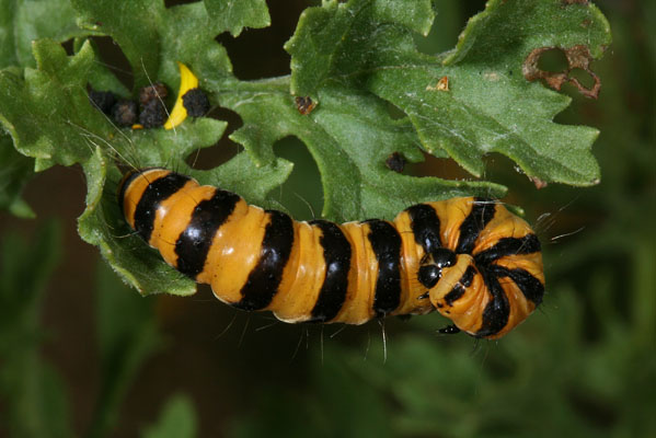 Tyria jacobaeae - The Cinnabar Moth