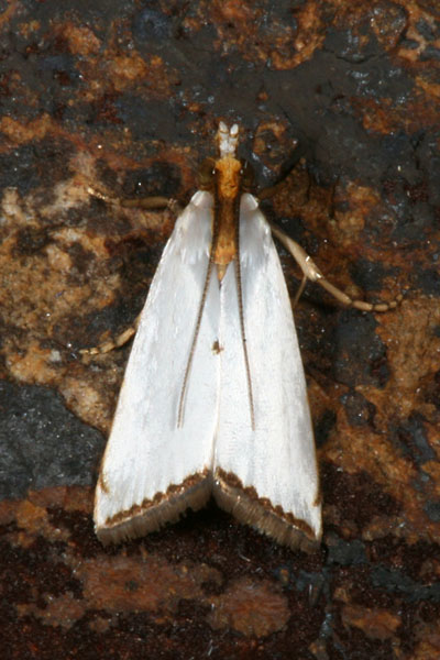 Urola nivalis - The Snowy Urola Moth