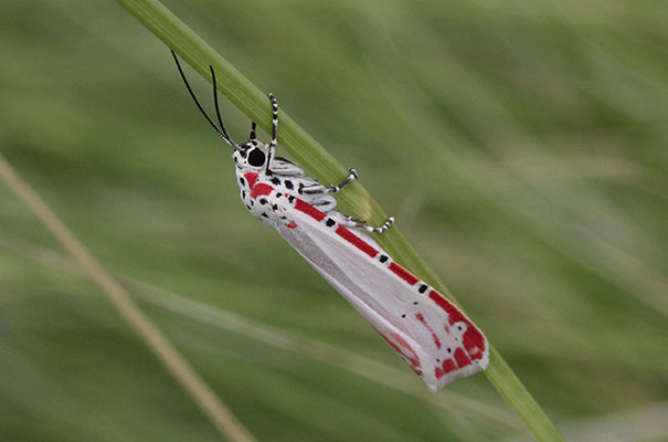 Utetheisa ornatrix - The Ornate Bella Moth aka The Rattlebox Moth