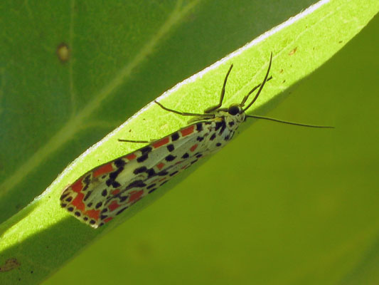 Utetheisa pulchelloides marshallorum - The Crimson-speckled Footman aka The Heliotrope Moth