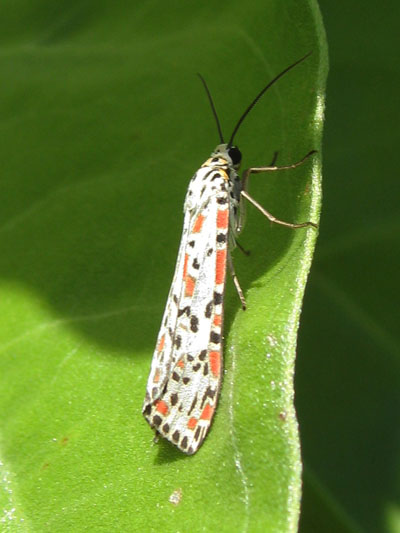 Utetheisa pulchelloides marshallorum - The Crimson-speckled Footman aka The Heliotrope Moth