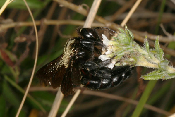Xylocopa mordax - The Greater Antillean Carpenter Bee