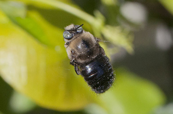 Xylocopa tabaniformis orpifex -<BR>The Mountain or Foothill Carpenter Bee