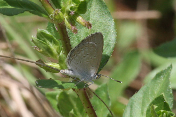 Zizina labradus mangoensis - The Lesser Grass Blue