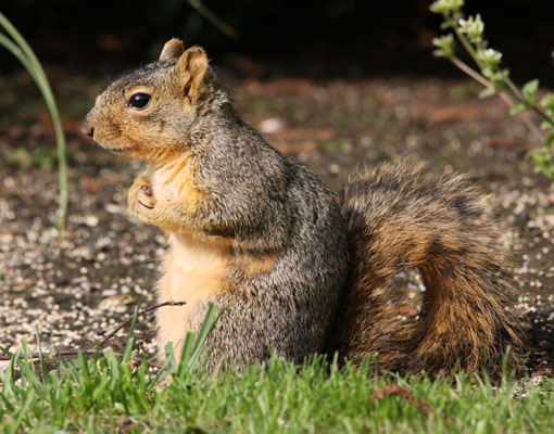 Eastern Fox Squirrel