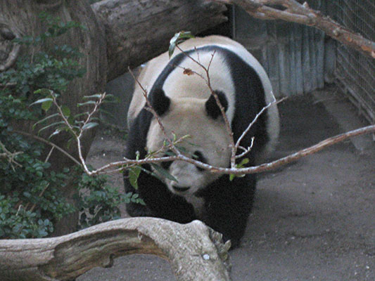 Ailuropoda m. melanoleuca - The Giant Panda