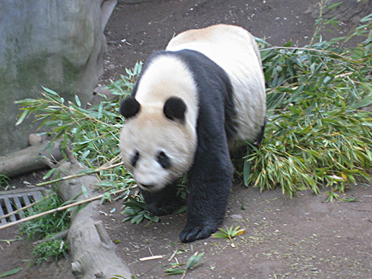 Ailuropoda m. melanoleuca - The Giant Panda