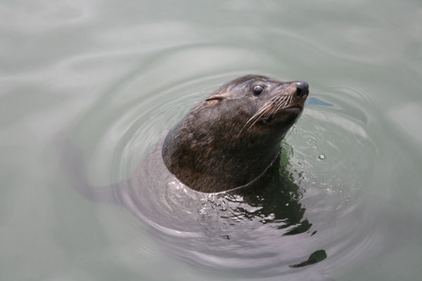 Arctocephalus pusillus pusillus - The Cape Fur Seal