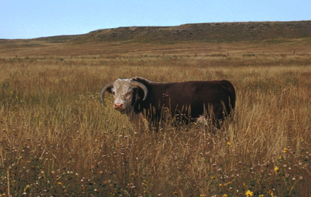 Bos primigenius taurus - The Herefore Steer