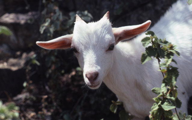 Domesticated Goat