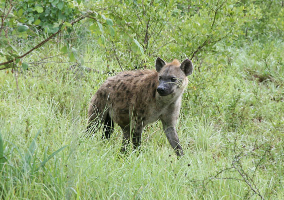 Crocuta crocuta - The Spotted Hyena