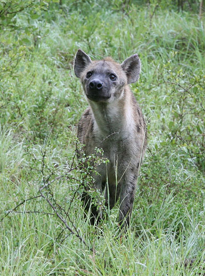 Crocuta crocuta - The Spotted Hyena