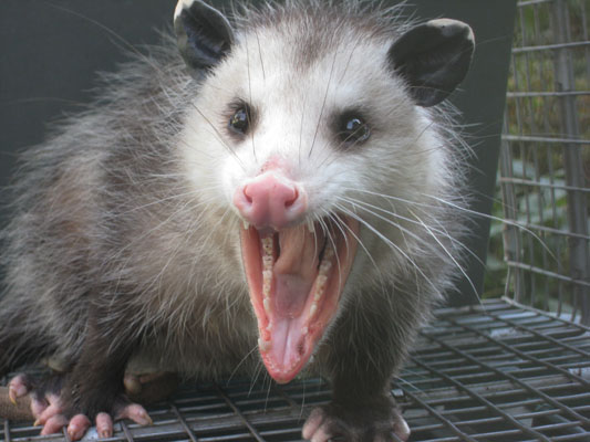 Didelphis virginiana - The Virginia Opossum
