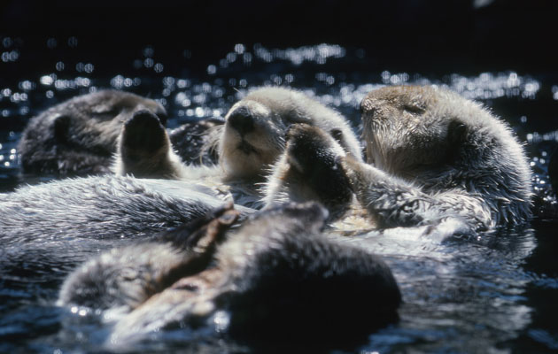 Enhydra lutris - The Sea Otter