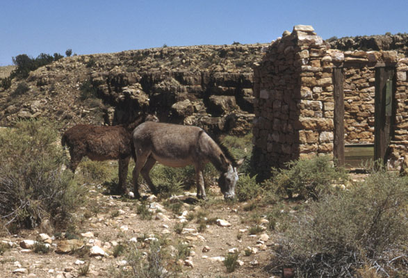 Equus africanus asinus - The Donkey