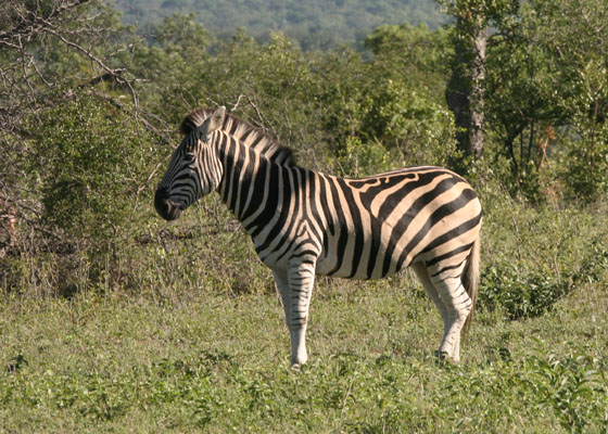 Equus quagga burchellii - Burchell's Zebra