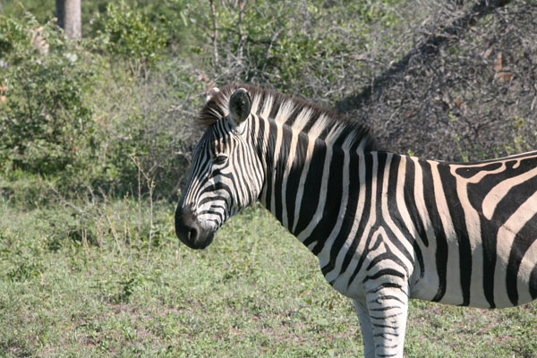 Equus quagga burchellii - Burchell's Zebra