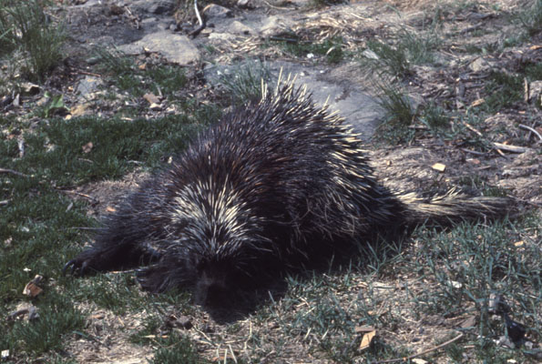 Erethizon dorsatum - The North American Porcupine