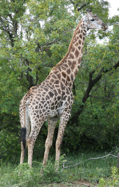 Giraffa camelopardalis giraffa - The South African Giraffe