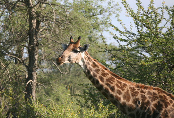 Giraffa camelopardalis giraffa - The South African Giraffe