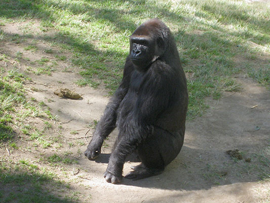 Gorilla gorilla gorilla - The Western Lowland Gorilla