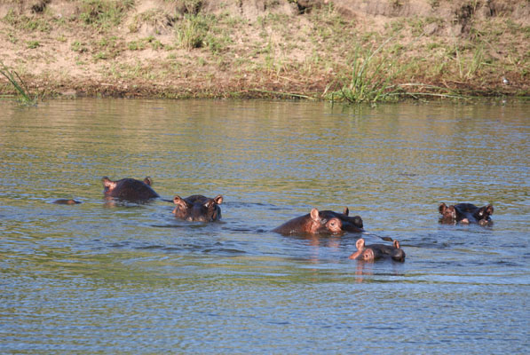 Hippopotamus amphibius - The Common Hippopotamus