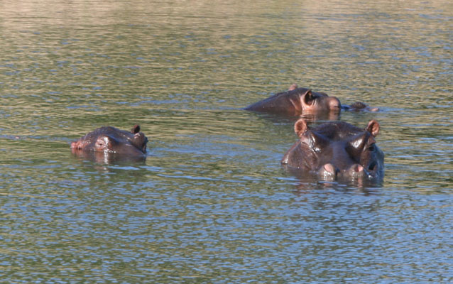 Hippopotamus amphibius - The Common Hippopotamus