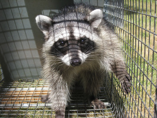 North American Raccoon