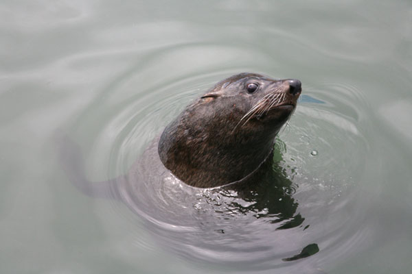 Cape Fur Seal