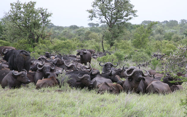 Cape Buffalo or Savanna Buffalo